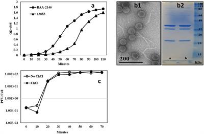A Klebsiella pneumoniae NDM-1+ bacteriophage: Adaptive polyvalence and disruption of heterogenous biofilms
